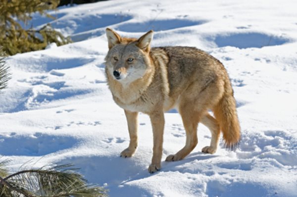 image of Coyote in Yard